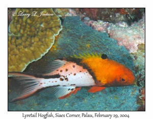 Lyretail Hogfish