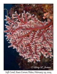 Soft Coral