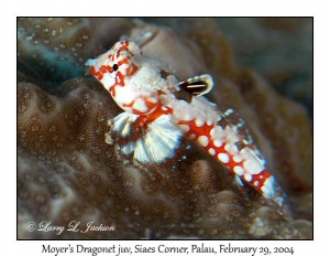 Moyer's Dragonet, juvenile