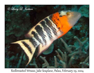 Redbreasted Wrasse