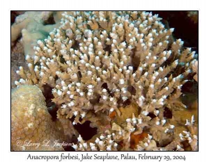 Anacropora forbesi