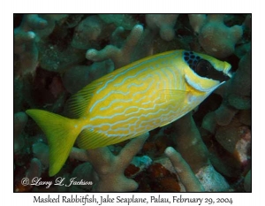 Masked Rabbitfish