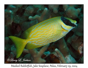 Masked Rabbitfish