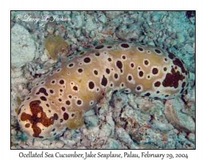 Ocellated Sea Cucumber