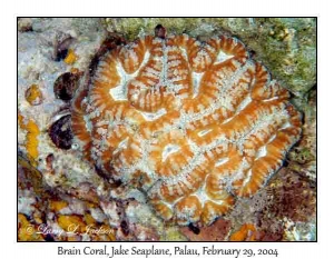 Brain Coral