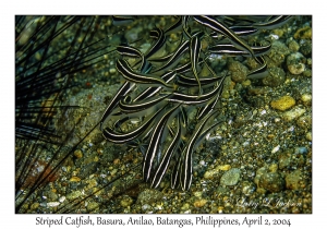 Striped Catfish