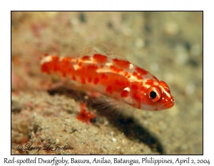 Red-spotted Dwarfgoby