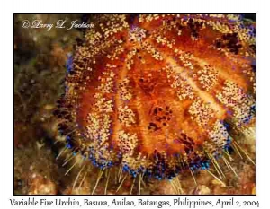 Variable Fire Urchin