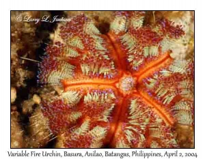 Variable Fire Urchin