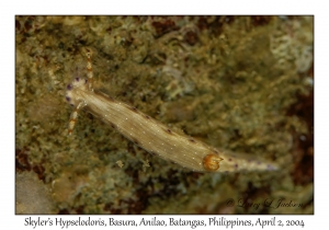 Skyler's Hypselodoris