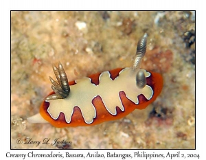 Creamy Chromodoris