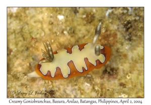 Creamy Goniobranchus