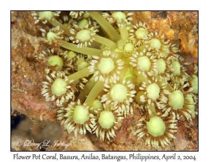 Flower Pot Coral