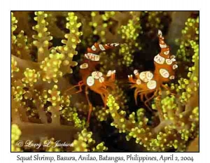 Squat Shrimp in Sea Anemone