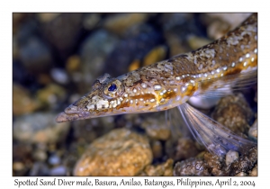 Spotted Sand Diver male