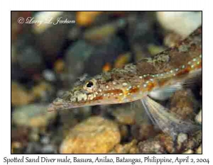 Spotted Sand Diver male