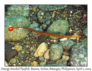 Orange-banded Pipefish