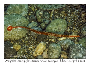 Orange-banded Pipefish