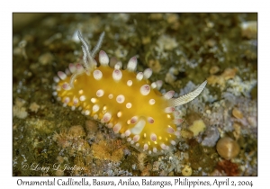 Ornamental Cadlinella