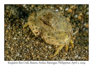 Kwajalein Box Crab