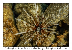Double-spined Urchin