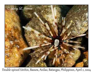 Double-spined Urchin