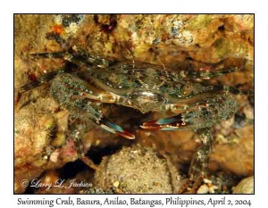 Swimming Crab