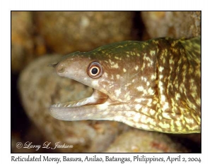 Reticulated Moray