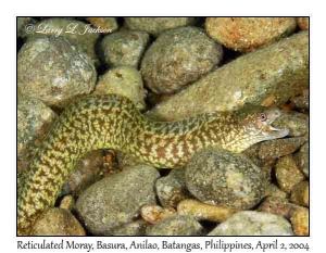 Reticulated Moray