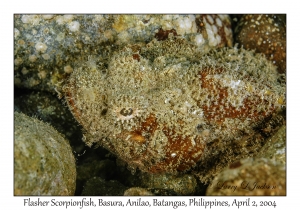 Flasher Scorpionfish