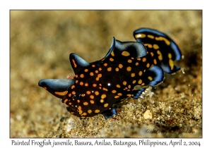 Painted Frogfish juvenile