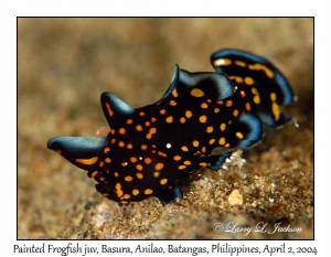 Painted Frogfish juvenile