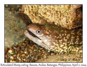 Reticulated Moray eating small Moray @ night