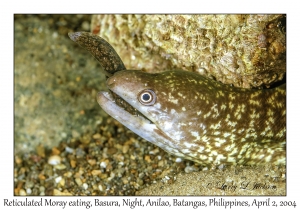 Reticulated Moray