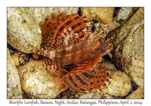 Shortfin Lionfish