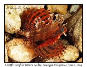 Shortfin Lionfish at night