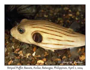 Striped Puffer @ night