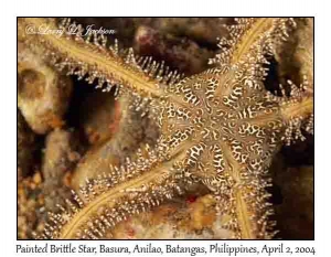 Painted Brittle Star @ night