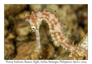 Thorny Seahorse