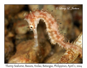 Thorny Seahorse @ night