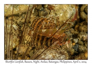 Shortfin Lionfish