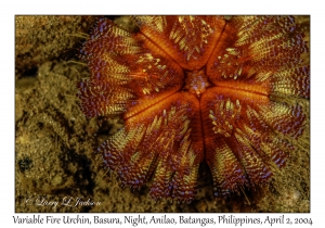 Variable Fire Urchin