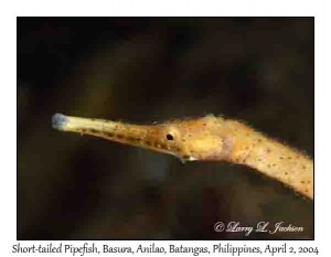 Short-tailed Pipefish @ night