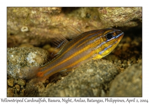 Yellowstriped Cardinalfish