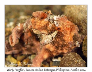 Warty Frogfish @ night