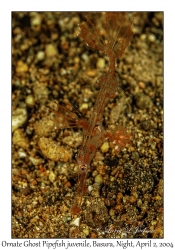 Ornate Ghost Pipefish juvenile
