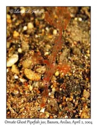 Ornate Ghost Pipefish juvenile @ night