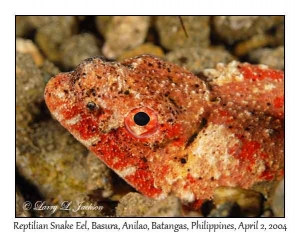 Reptilian Snake Eel @ night