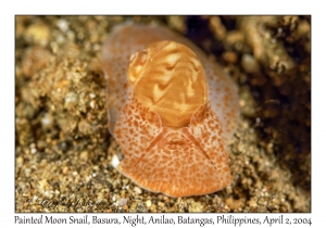 1129#0210 Tanea euzona - Painted Moon Snail, Basura, Night, Anilao, Philippines, Apr 2, 2004