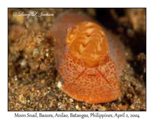 Moon Snail @ night